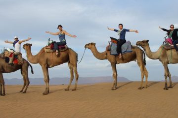 Desert Camel Trek