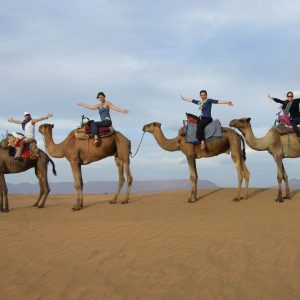 Desert Camel Trek