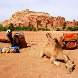 Desert Camel Trek